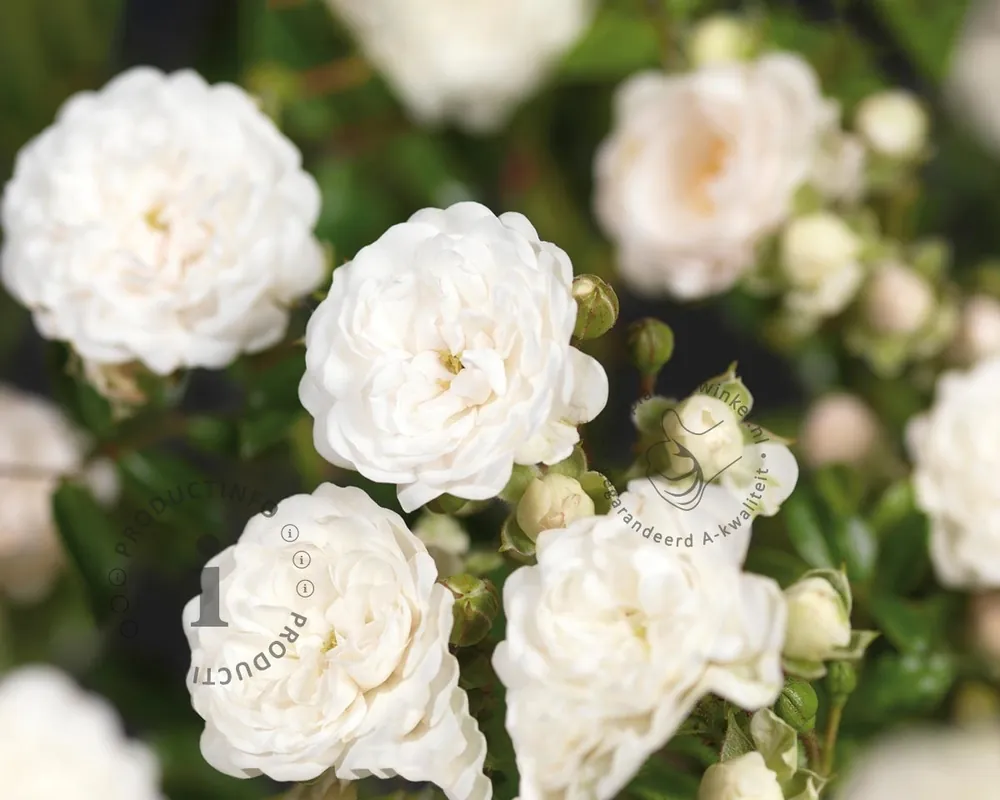 Rosa ‘Crystal Fairy‘ - op stam | Expreslevering