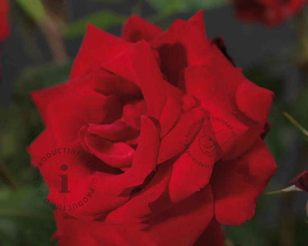 Rosa ‘Dame de Coeur‘ - op stam - Nieuwe release