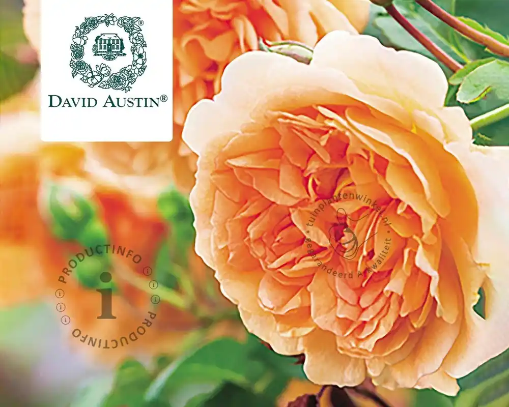 Rosa ‘Dame Judi Dench‘ | Zojuist toegevoegd