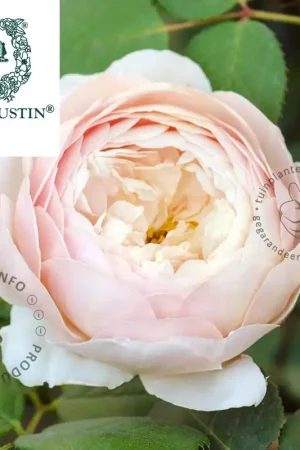 Aanbieding - Rosa ‘Desdemona‘ - op stam