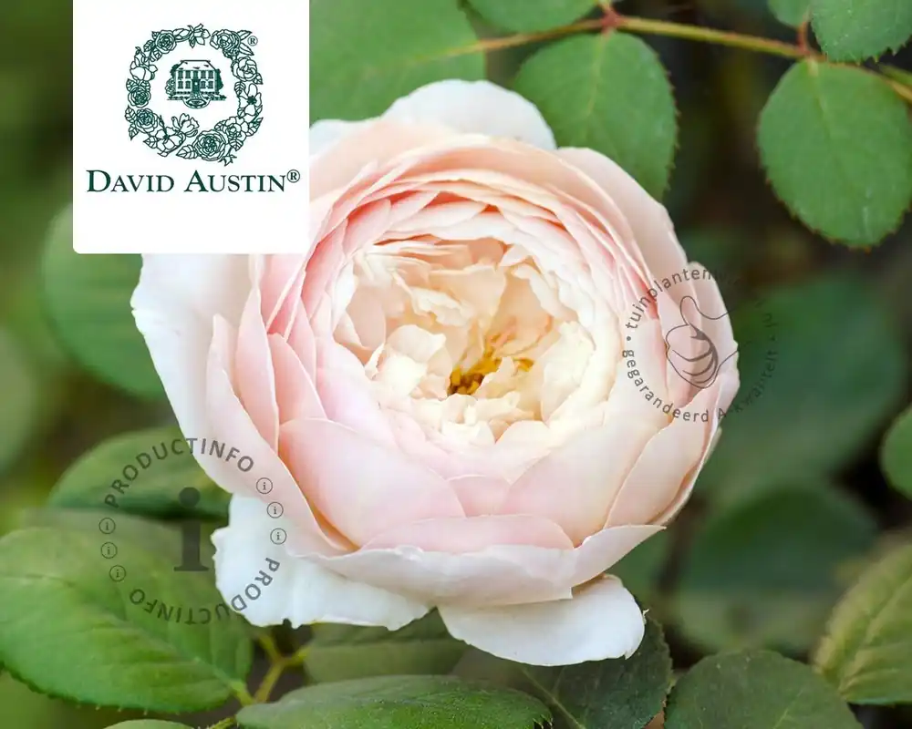 Aanbieding - Rosa ‘Desdemona‘ - op stam
