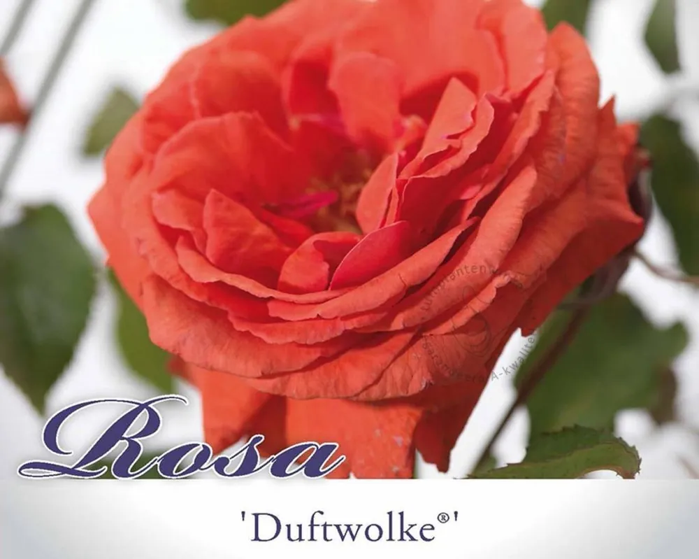 Flitsaanbieding - Rosa ‘Duftwolke‘