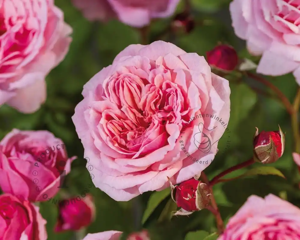 Dagdeal - Rosa ‘Eeuwige Passie‘