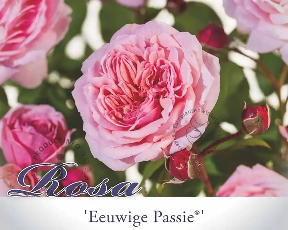 Rosa ‘Eeuwige Passie‘ op stam | Veilig winkelen