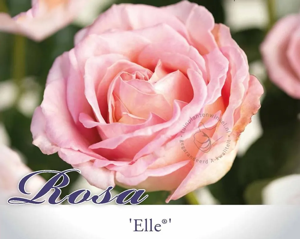 Populair bij klanten - Rosa ‘Elle‘