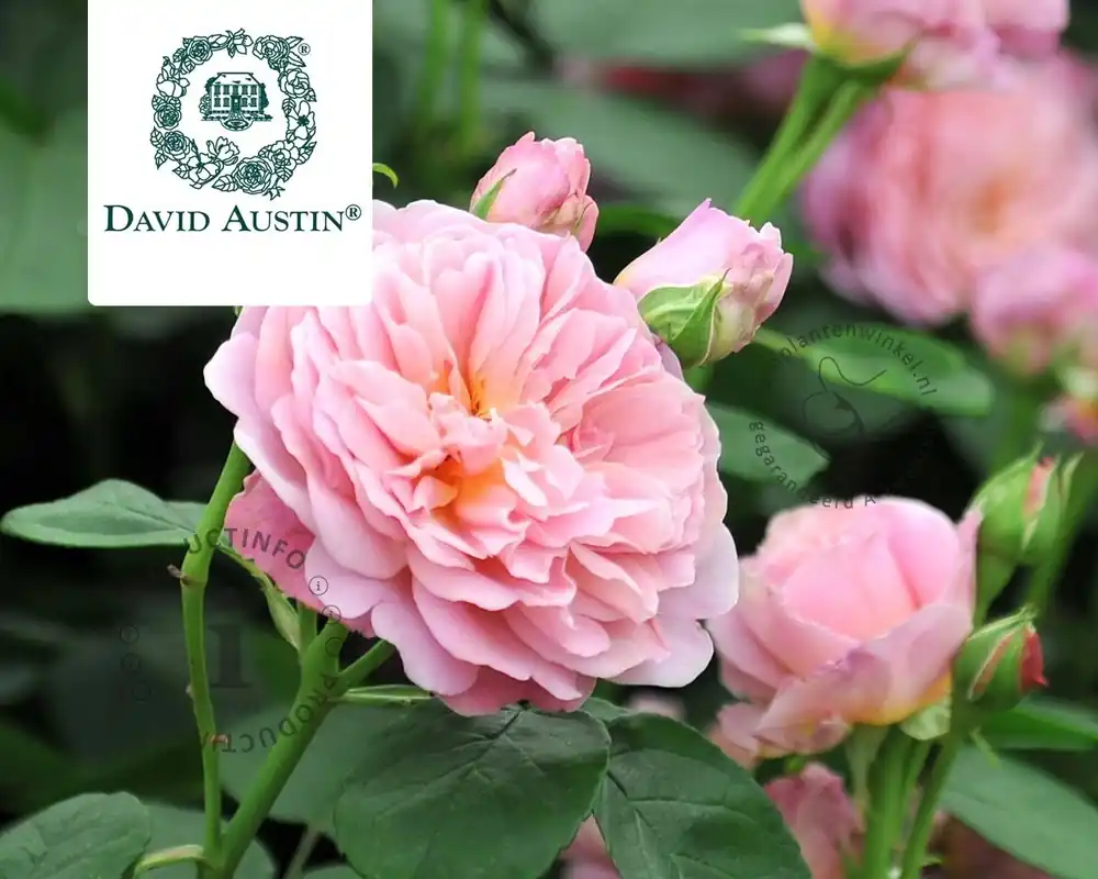 Rosa ‘Eustacia Vye‘ - Snelle levering