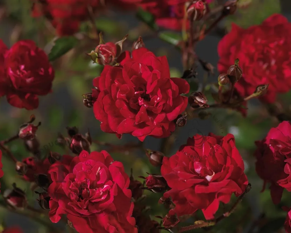 Rosa ‘Fairy Queen‘ - op stam - Nieuw in het assortiment