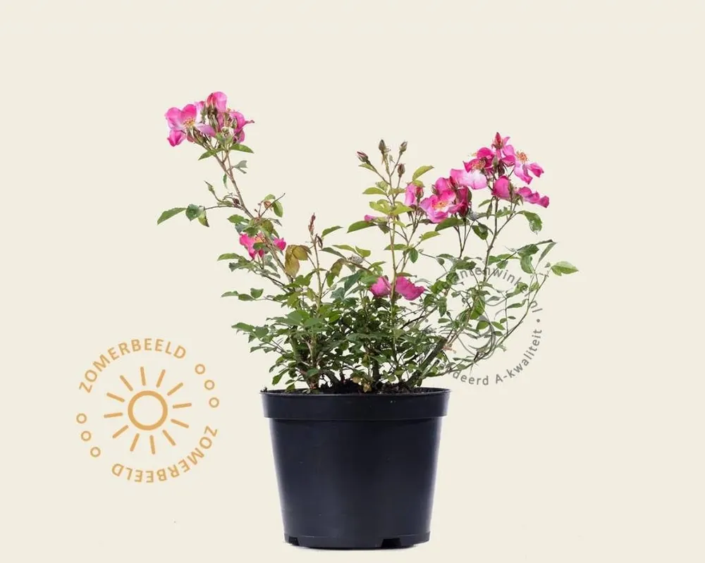 Rosa ‘Fleurette‘ | Veilig winkelen