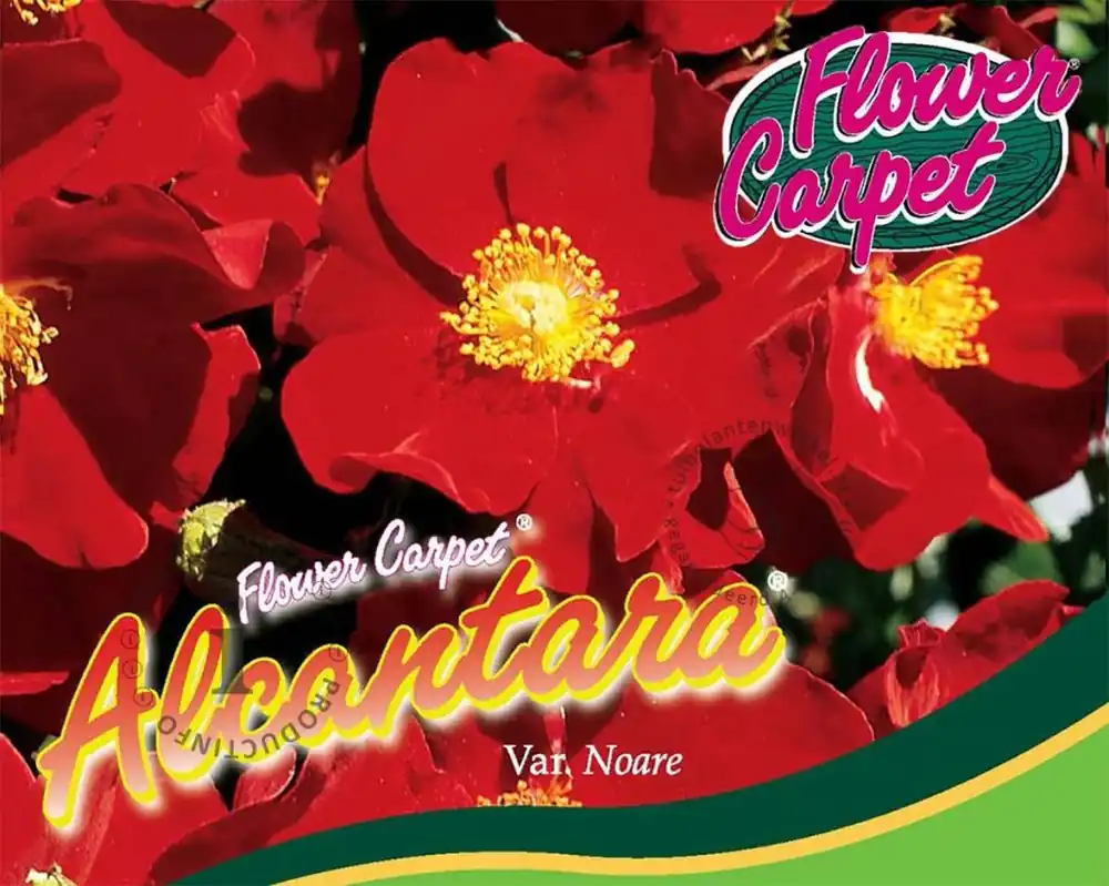 Bestel nu | Rosa Flower Carpet ‘Alcantara‘