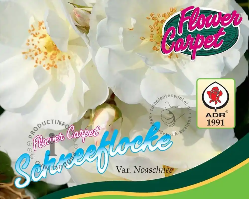 Rosa Flower Carpet ‘Schneeflocke‘ - op stam | Nieuw binnengekomen