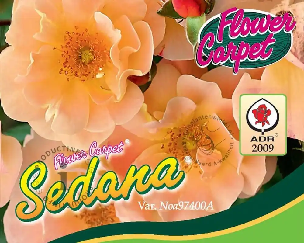 Wees er snel bij - Rosa Flower Carpet ‘Sedana‘