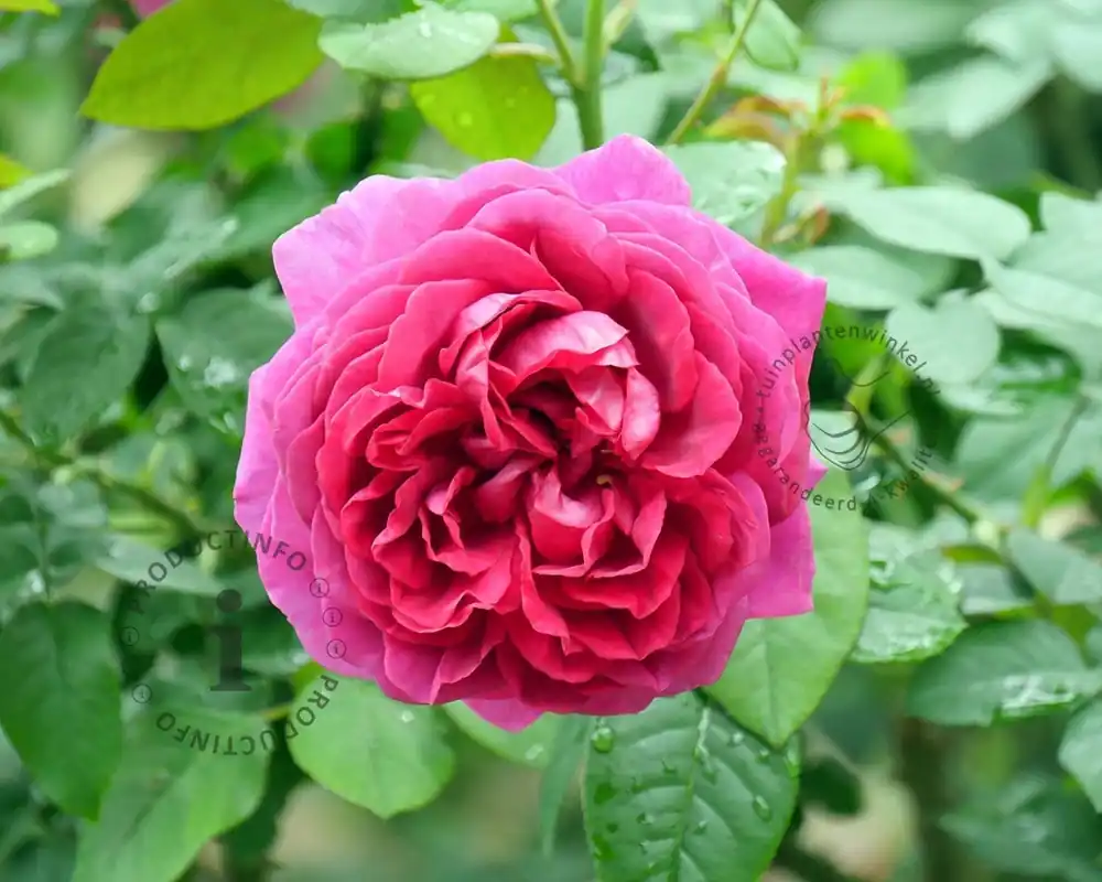 Rosa ‘Fraulein Maria‘ - Veel gekozen