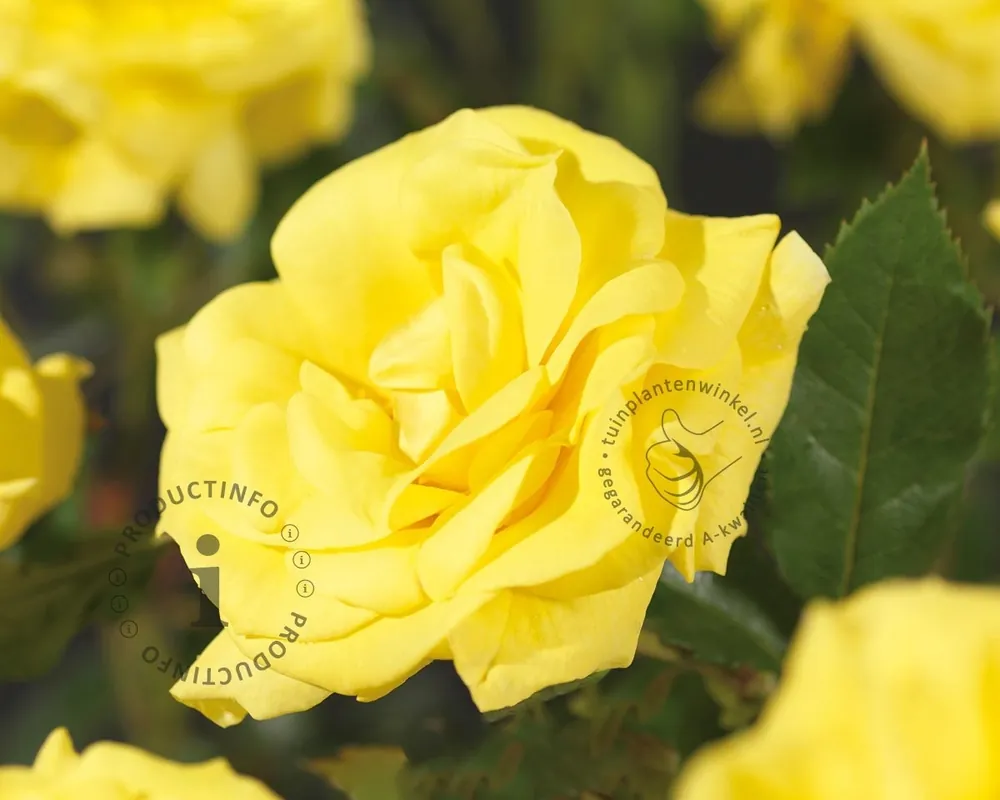 Bespaar nu | Rosa ‘Friesia‘