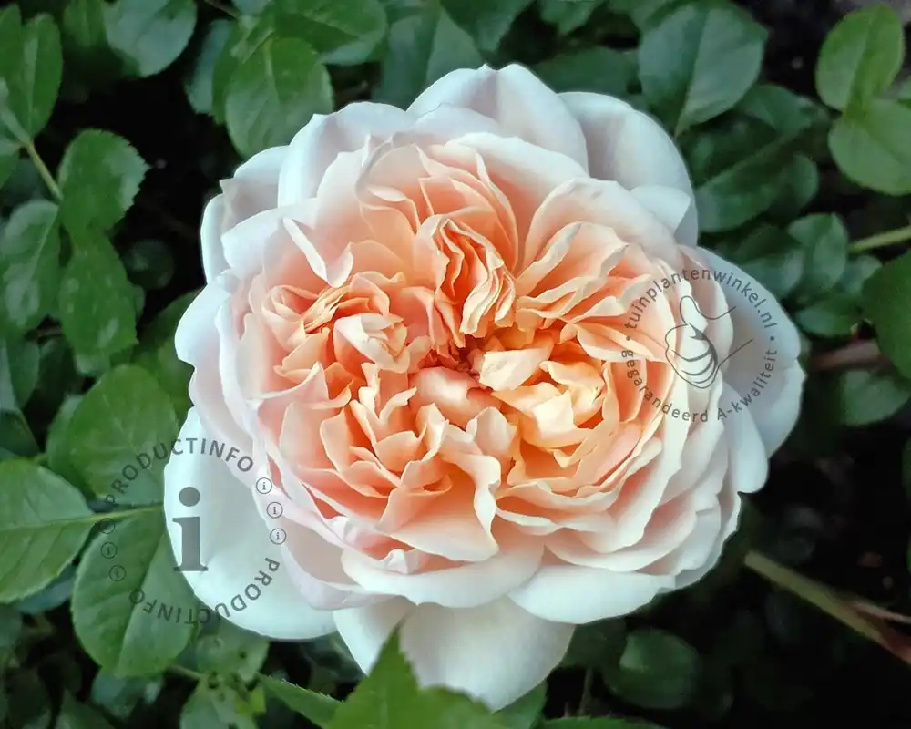 Rosa ‘Garden of Roses‘ - Erg populair