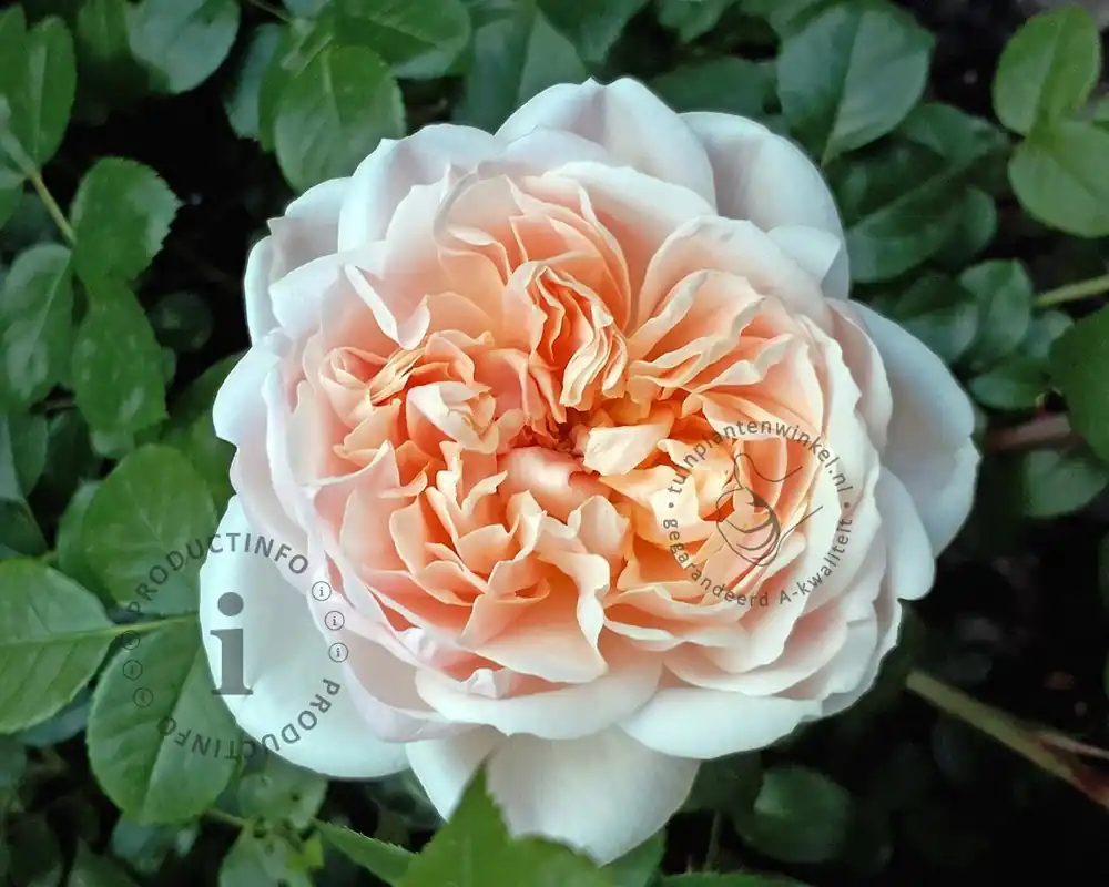 Nu kopen | Rosa ‘Garden of Roses‘ - op stam