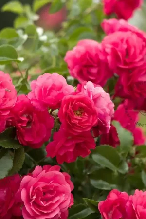 Aanbieding loopt bijna af - Rosa ‘Gartnerfreude‘