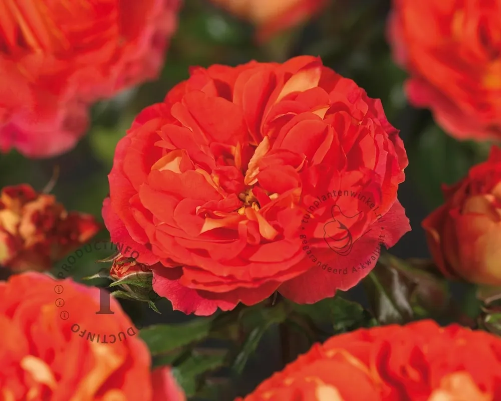 Rosa ‘Gebrüder Grimm‘ - Spoedlevering