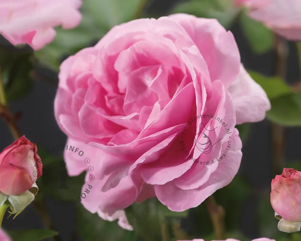 Outlet - Rosa ‘Ghita‘ (Renaissance)