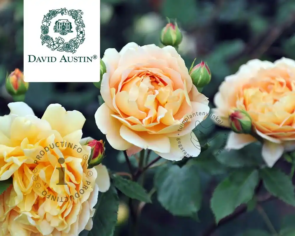 Online bestelbaar - Rosa ‘Golden Celebration‘