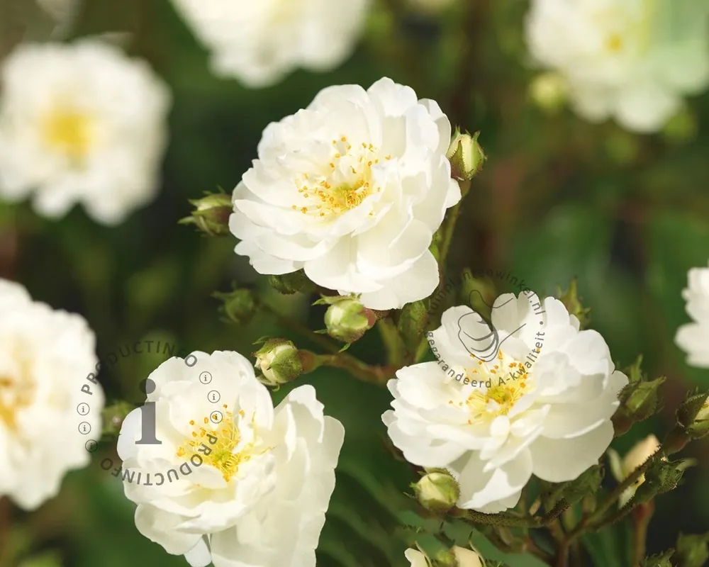 Rosa ‘Guirlande d‘Amour‘ - op stam | Topkwaliteit