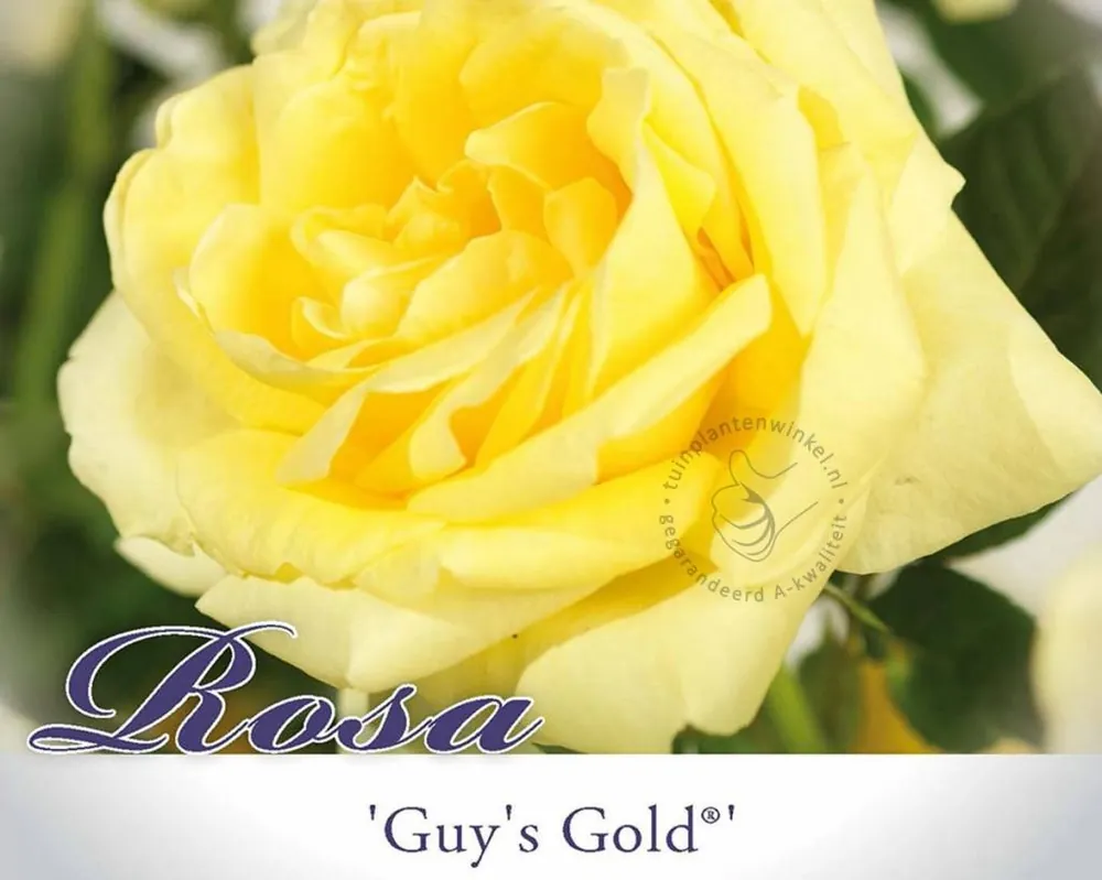 Rosa ‘Guy‘s Gold‘ - Net toegevoegd