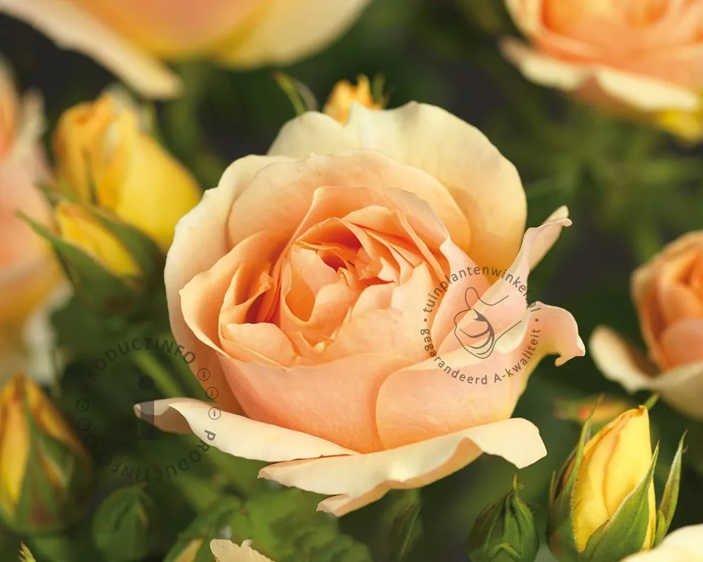 Nieuw gelanceerd | Rosa ‘Hansestadt Rostock‘
