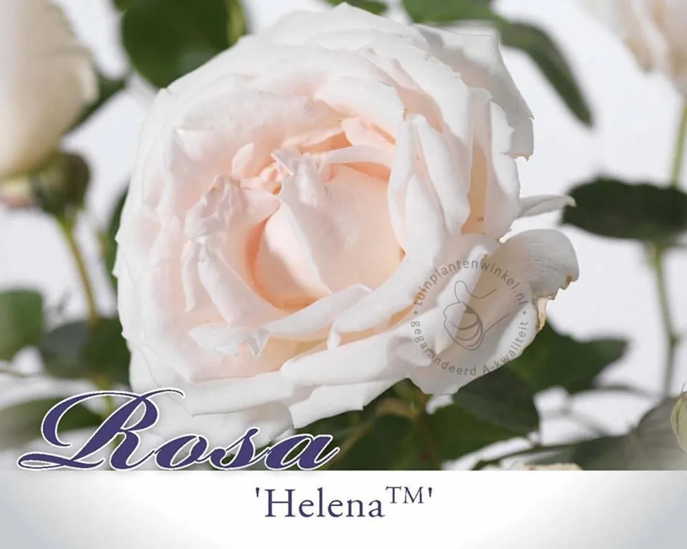 Hoge kwaliteit | Rosa ‘Helena‘