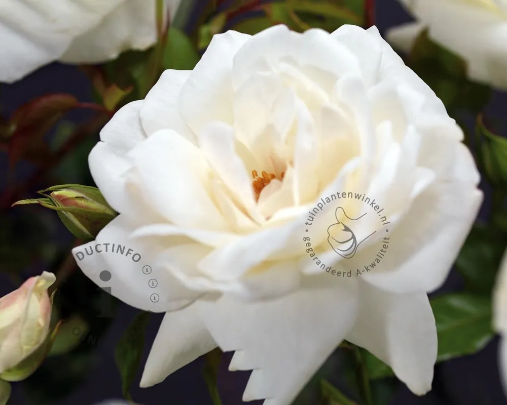 Rosa ‘Helga‘ - op stam - Veel gekozen