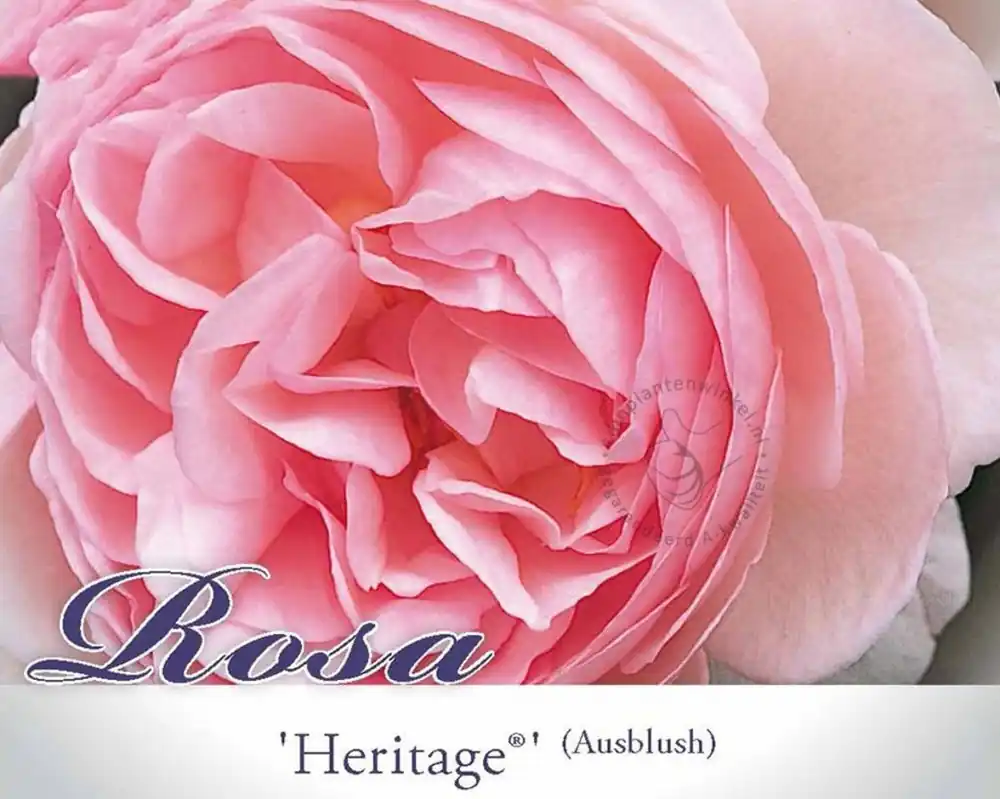 Fabrieksprijs - Rosa ‘Heritage‘