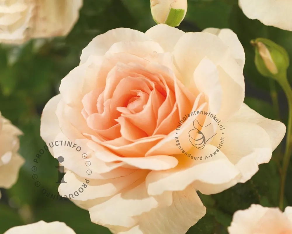 Rosa ‘Hyde Park‘ | Premium