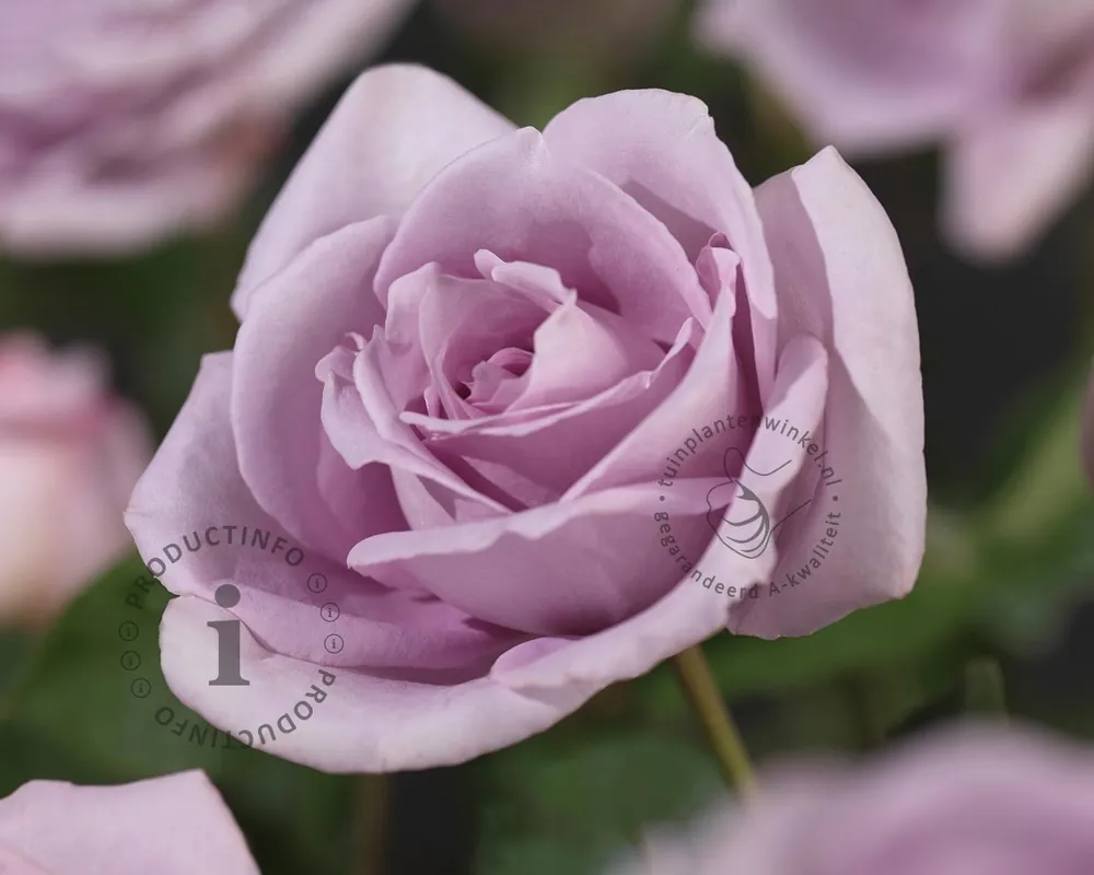 Alleen vandaag - Rosa ‘Indigoletta‘