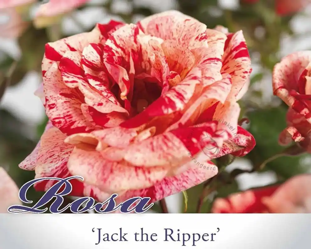 Rosa ‘Jack the Ripper‘ | Veilig betalen