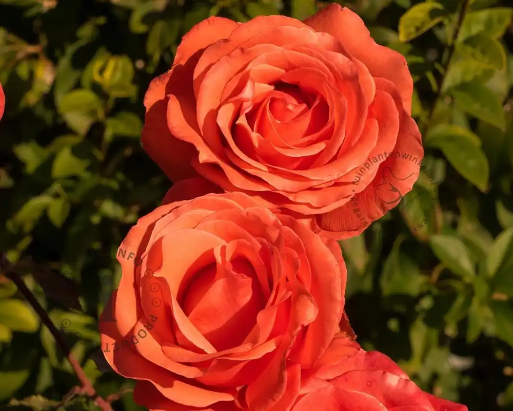 Rosa ‘Jive‘ | Zeer goed beoordeeld