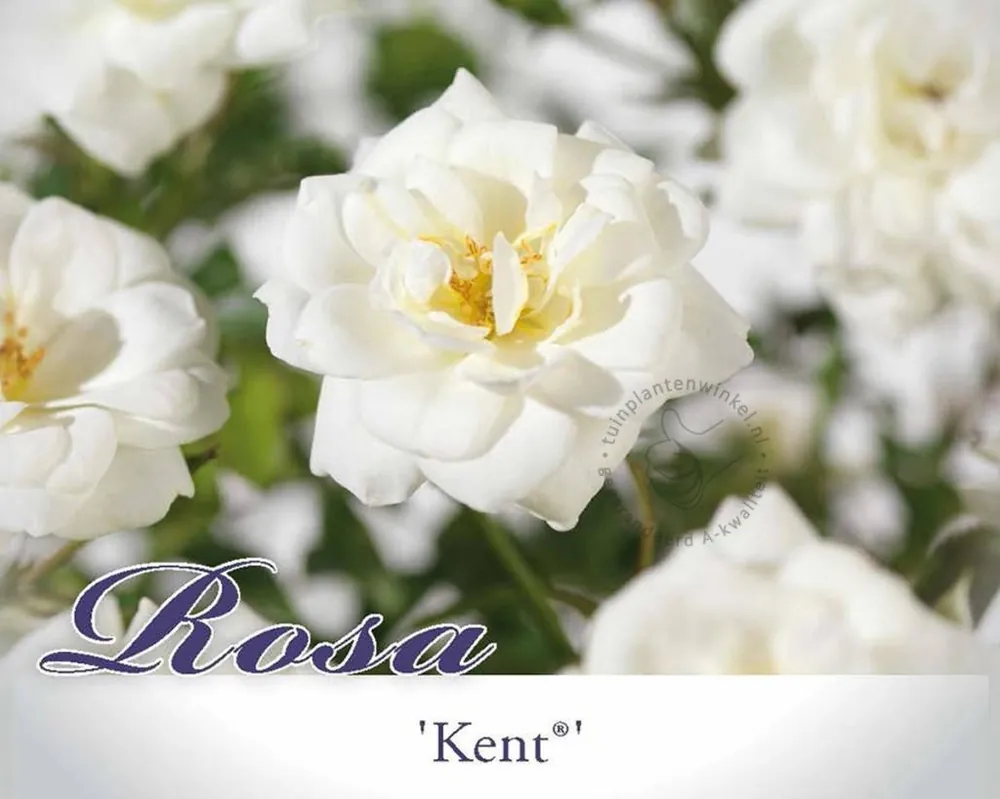 Nieuw gelanceerd | Rosa ‘Kent‘