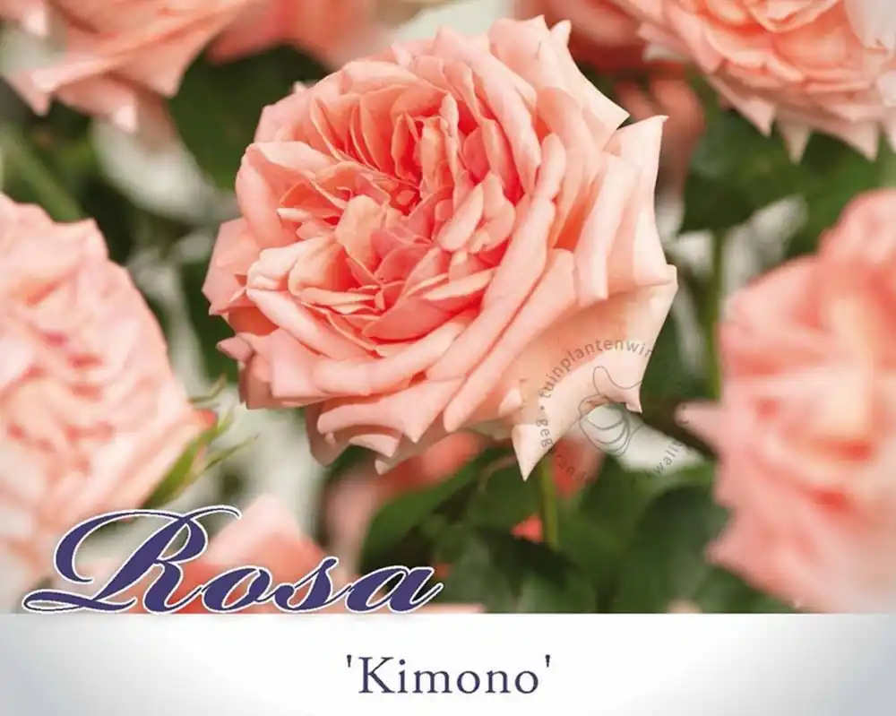 Goed beoordeeld | Rosa ‘Kimono‘