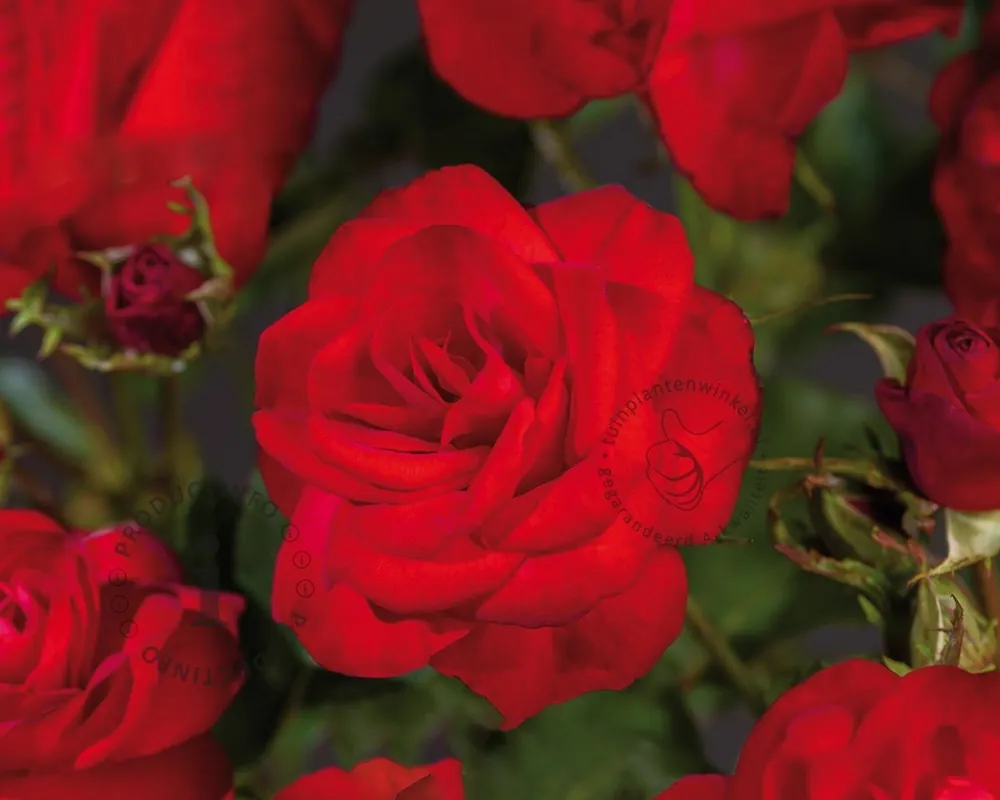 Rosa ‘King Arthur‘ - Expreslevering