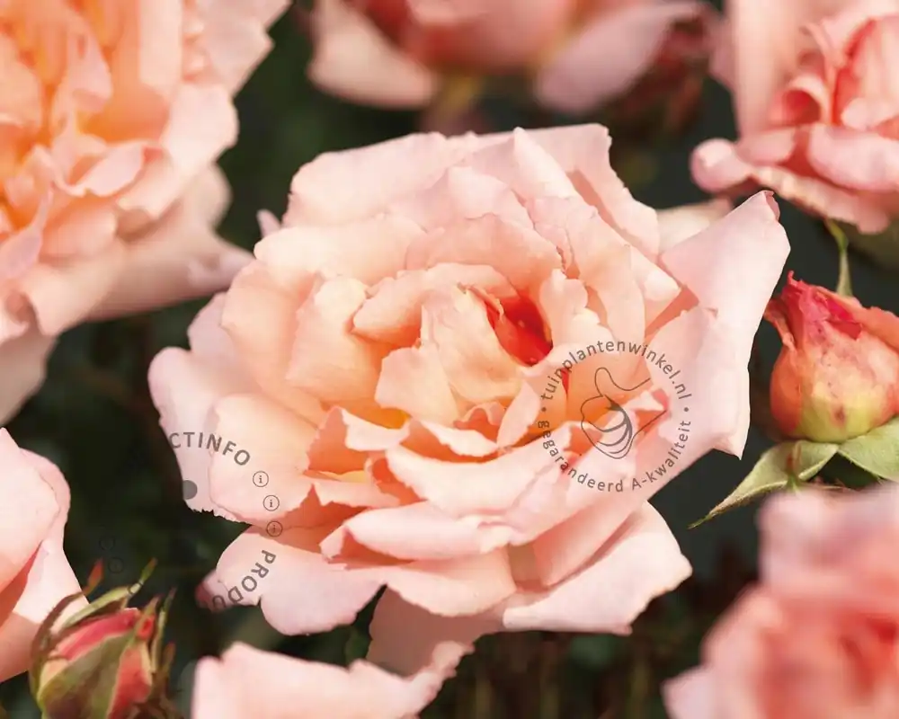Bespaar nu | Rosa (klim) ‘Compassion‘