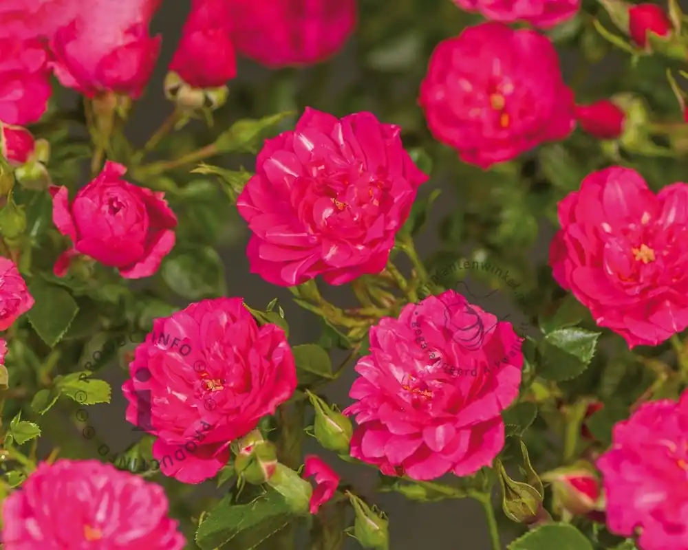 Bespaar meer | Rosa ‘Knirps‘