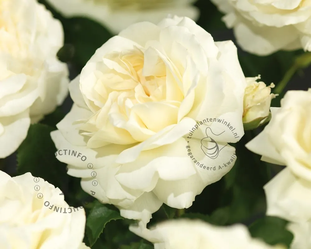 Hoog gewaardeerd | Rosa ‘Kosmos‘