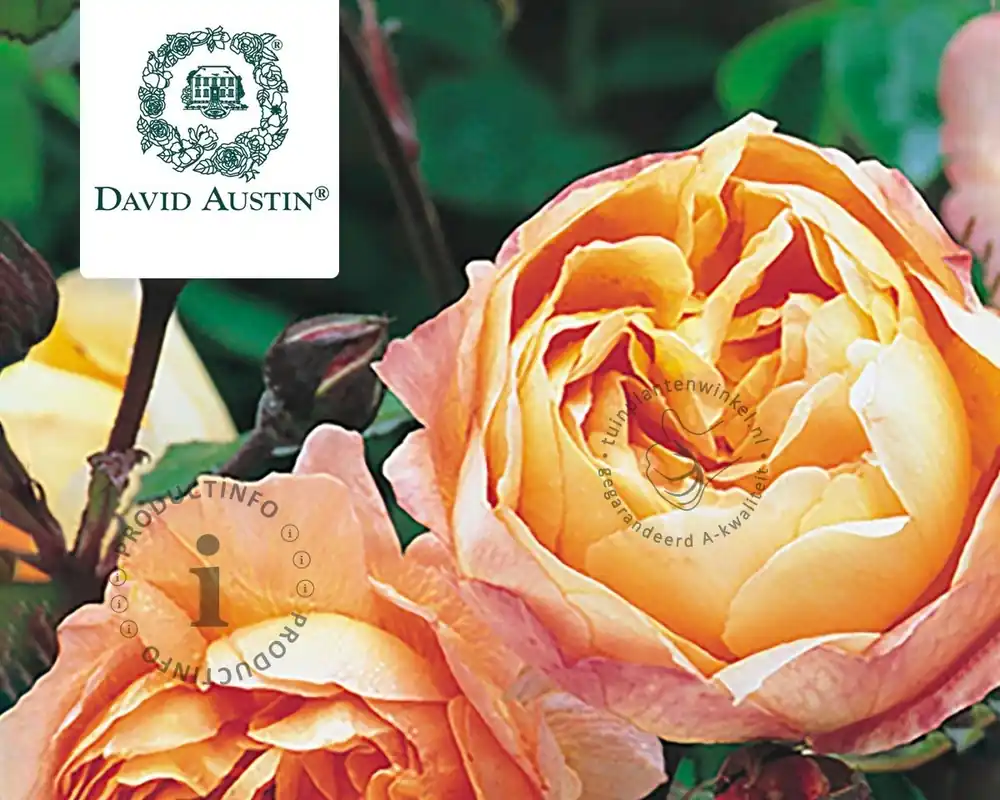 Rosa ‘Lady Emma Hamilton‘ - op stam - Pak je kans