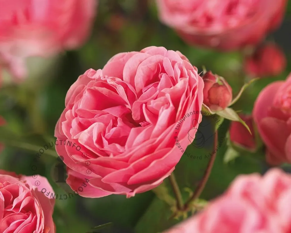 Trending - Rosa ‘Leonardo da Vinci‘