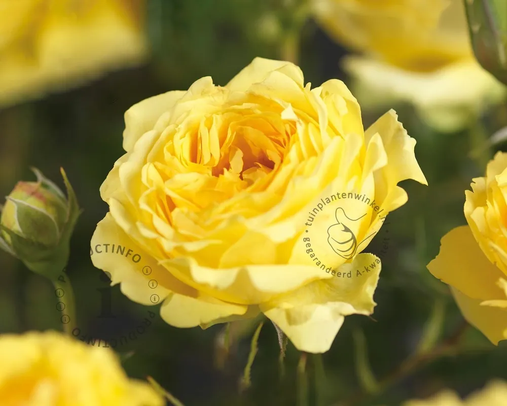 Rosa ‘Marselisborg‘ - Superprijs