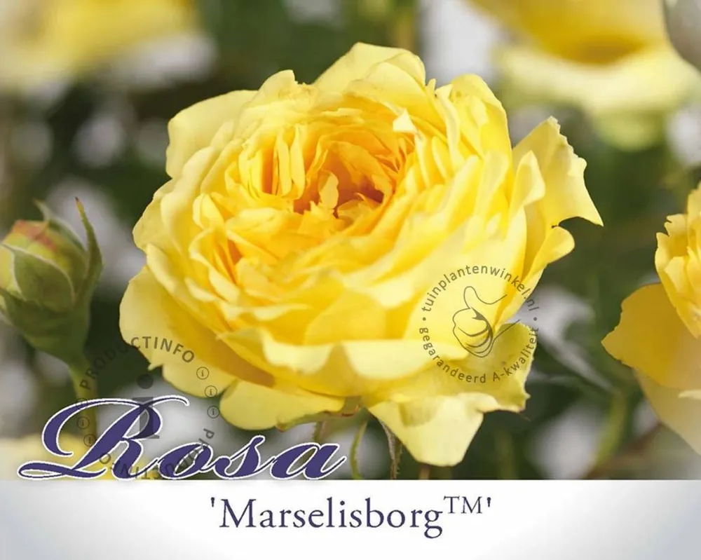 Trending | Rosa ‘Marselisborg‘ - op stam