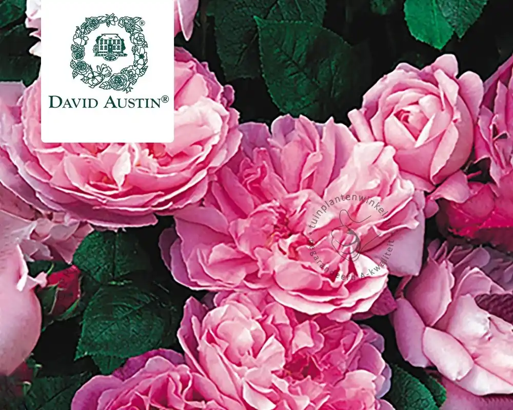 Sale - Rosa ‘Mary Rose‘