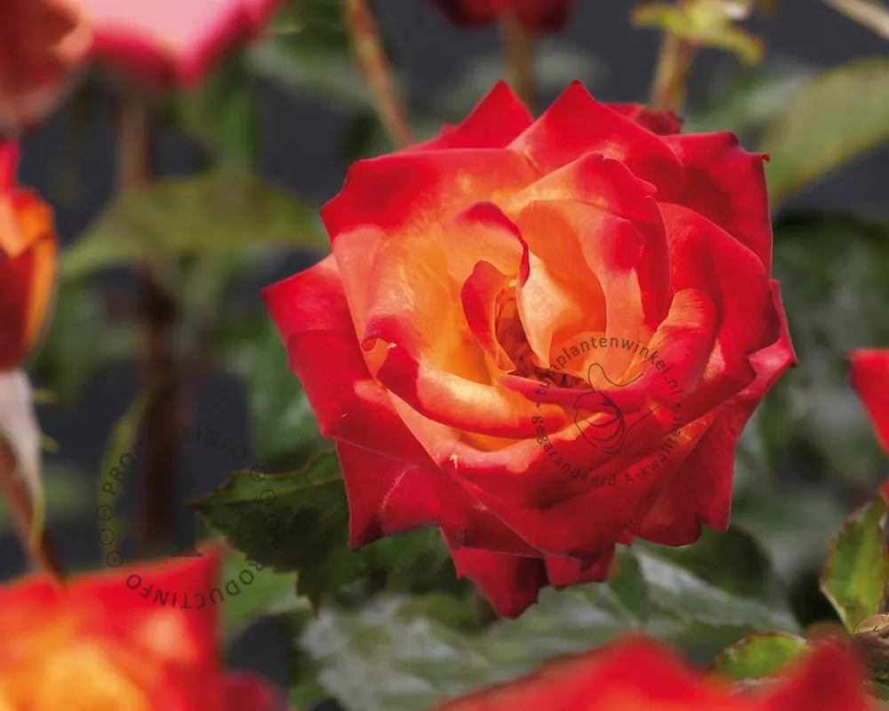 Rosa ‘Mein München‘ | Premium