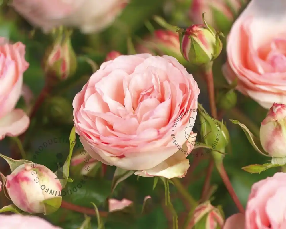 Veilig winkelen | Rosa ‘Mini Eden Rose‘