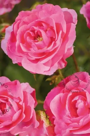 Aanrader - Rosa ‘Mirato‘