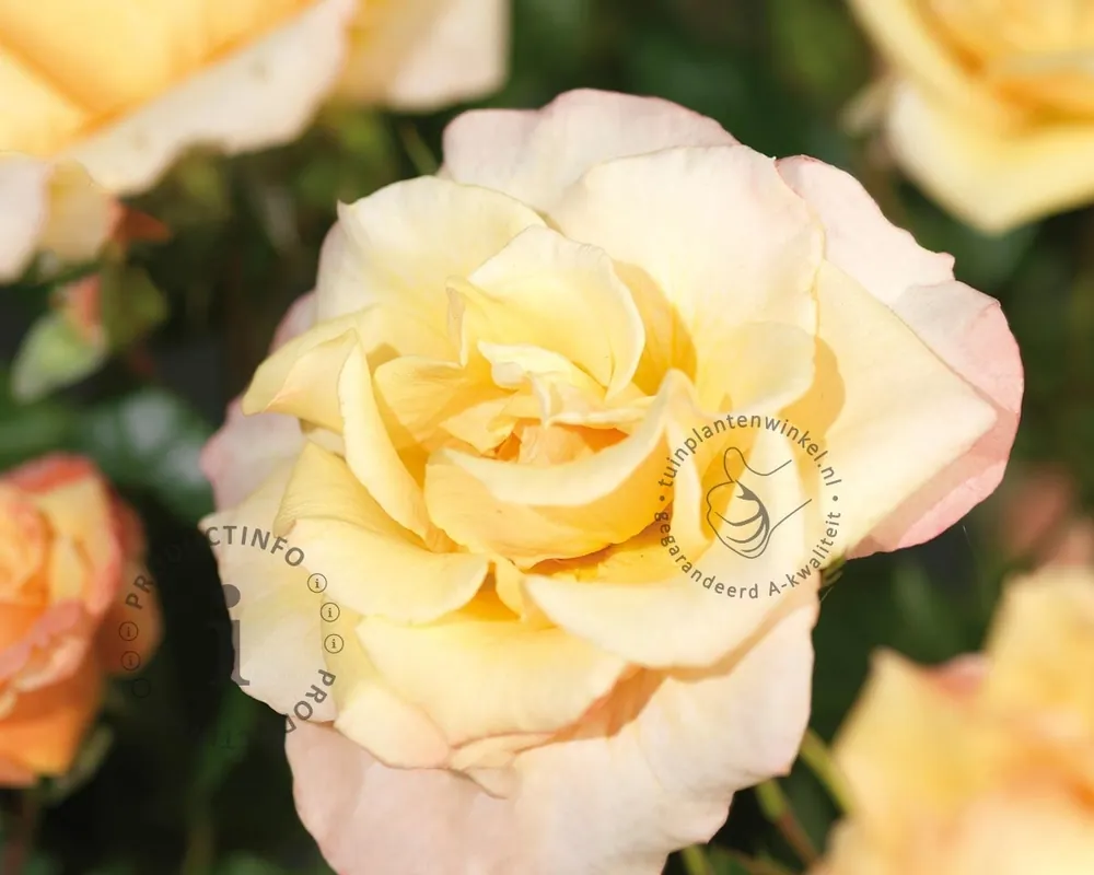 Premiumkwaliteit - Rosa ‘Moonlight‘
