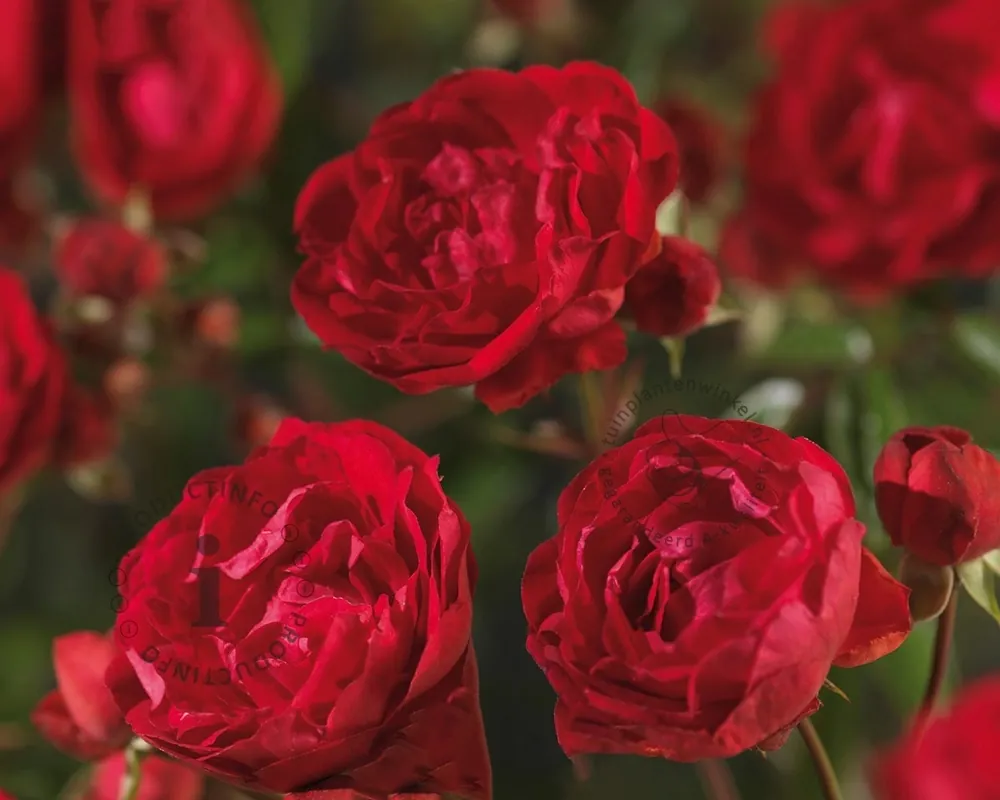 Zeer goed beoordeeld - Rosa ‘Morsdag‘