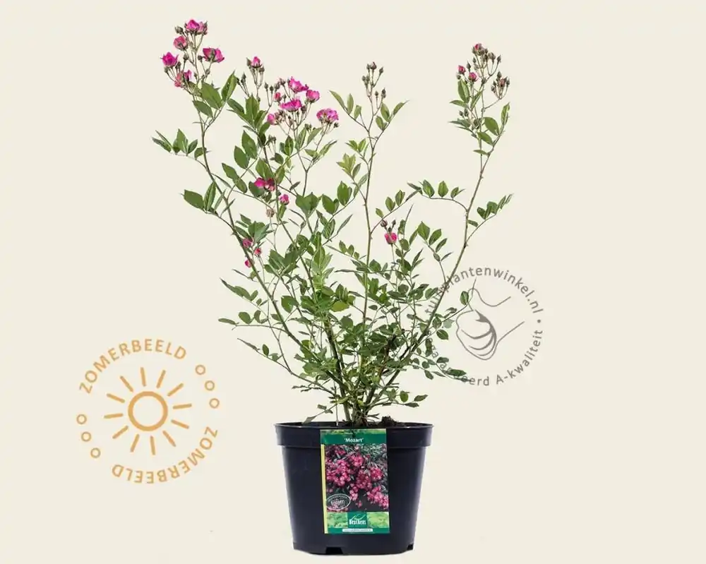 Rosa ‘Mozart‘ - Deal